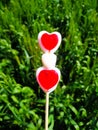 Red and white heart shape lollipop candy on a background of green leaves Royalty Free Stock Photo