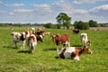 Red and white cow grazing farm cattle Royalty Free Stock Photo