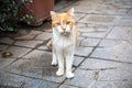 Red and white homeless cat with light green eyes stands in the garden looking straight forward to the camera. Abandoned