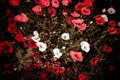 Red and white illuminated flowers on dark ground