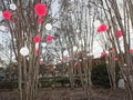 Red and White illuminated lights hangs from outdoor trees