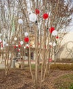 Red and White illuminated lights hangs from outdoor trees