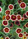 Beautiful red and white `Jazzy Group` zinnia flower