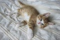 Red with white kitten on a beige blanket Royalty Free Stock Photo
