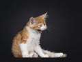 Red and white kitten on black background Royalty Free Stock Photo