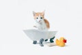 Red and white kitten sits in a toy bathtub next to a bar of soap and a yellow rubber duckie
