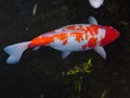 Red and white kohaku koi cyprinus carpio