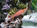 Red and white Longnose Hawkfish (Oxycirrhites typus) swimming in an aquarium Royalty Free Stock Photo