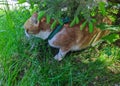 red white Maine Coon cat lies under a green tree in the shade surrounded by grass in the summer during the day Royalty Free Stock Photo