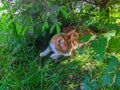 red white Maine Coon cat lies under a green tree in the shade surrounded by grass in the summer during the day Royalty Free Stock Photo