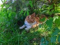 red white Maine Coon cat lies under a green tree in the shade surrounded by grass in the summer during the day Royalty Free Stock Photo