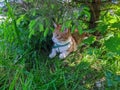 red white Maine Coon cat lies under a green tree in the shade surrounded by grass in the summer during the day Royalty Free Stock Photo