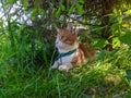 red white Maine Coon cat lies under a green tree in the shade surrounded by grass in the summer during the day Royalty Free Stock Photo