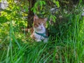 red white Maine Coon cat lies under a green tree in the shade surrounded by grass in the summer during the day Royalty Free Stock Photo