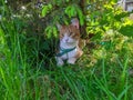 red white Maine Coon cat lies under a green tree in the shade surrounded by grass in the summer during the day Royalty Free Stock Photo