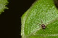 Red and white mite acari Royalty Free Stock Photo