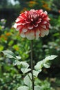 Red White Mix Dahlia