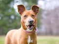 A red and white mixed breed dog licking its lips Royalty Free Stock Photo