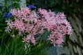 Red and white mixed colored lycoris flowers blooming by the roadside.