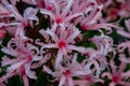 Red and white mixed colored lycoris flowers blooming by the roadside.