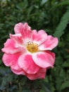 Red White multicolored rose