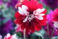 Red & white mum or chrysanth flower. Red Chrysanthemum Flower. Pompon Dahlia.Beautiful decorative red Chrysanthemums, sometimes ca