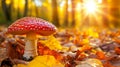 Red and White Mushroom in Autumn Forest with Sun Rays Royalty Free Stock Photo