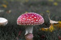 Red and white mushroom, toadstool, fly-agaric in grass in forest with leaves background Royalty Free Stock Photo