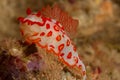 Red and white Nudibranch