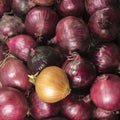 Red and white onion