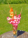 red and white and orange Gladiolus, Summer flowers in vase with shadow