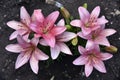 Red white and orange lily flowers in the garden. Lilies are big flowers. Beautiful flowers close-up Royalty Free Stock Photo