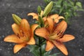 Red white and orange lily flowers in the garden. Lilies are big flowers. Beautiful flowers close-up Royalty Free Stock Photo