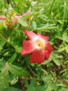 Red white and orange mini flower