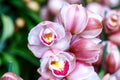 Red, white, orange and pink orchid in the garden