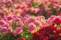 Red, white, orange and pink roses in the garden Royalty Free Stock Photo