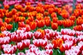 Red, white, orange and pink Tulips in the garden Royalty Free Stock Photo