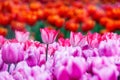 Red, white, orange and pink tulips in the garden Royalty Free Stock Photo