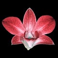 Red white orchid flower isolated black background. Flower bud close-up. Royalty Free Stock Photo