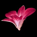 Red white orchid flower isolated black background. Flower bud close-up. Royalty Free Stock Photo