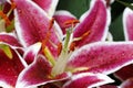 A red and white oriental lily, ilium, detail Royalty Free Stock Photo