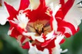 Red And White Parrot Tulip Royalty Free Stock Photo