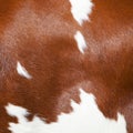 Red and white part of hide on side of spotted cow Royalty Free Stock Photo