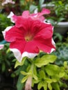 Red and White Petunia Flower