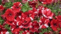 Red and white petunia flowers blooming in garden Royalty Free Stock Photo