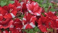 Red and white petunia flowers blooming in garden Royalty Free Stock Photo