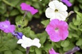 Red and white petunia flowers in the garden Royalty Free Stock Photo