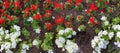 Red and white petunia flowers on garden bed Royalty Free Stock Photo