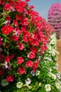 Red and white petunias in the flower garden