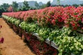 Red and white petunias in the flower garden